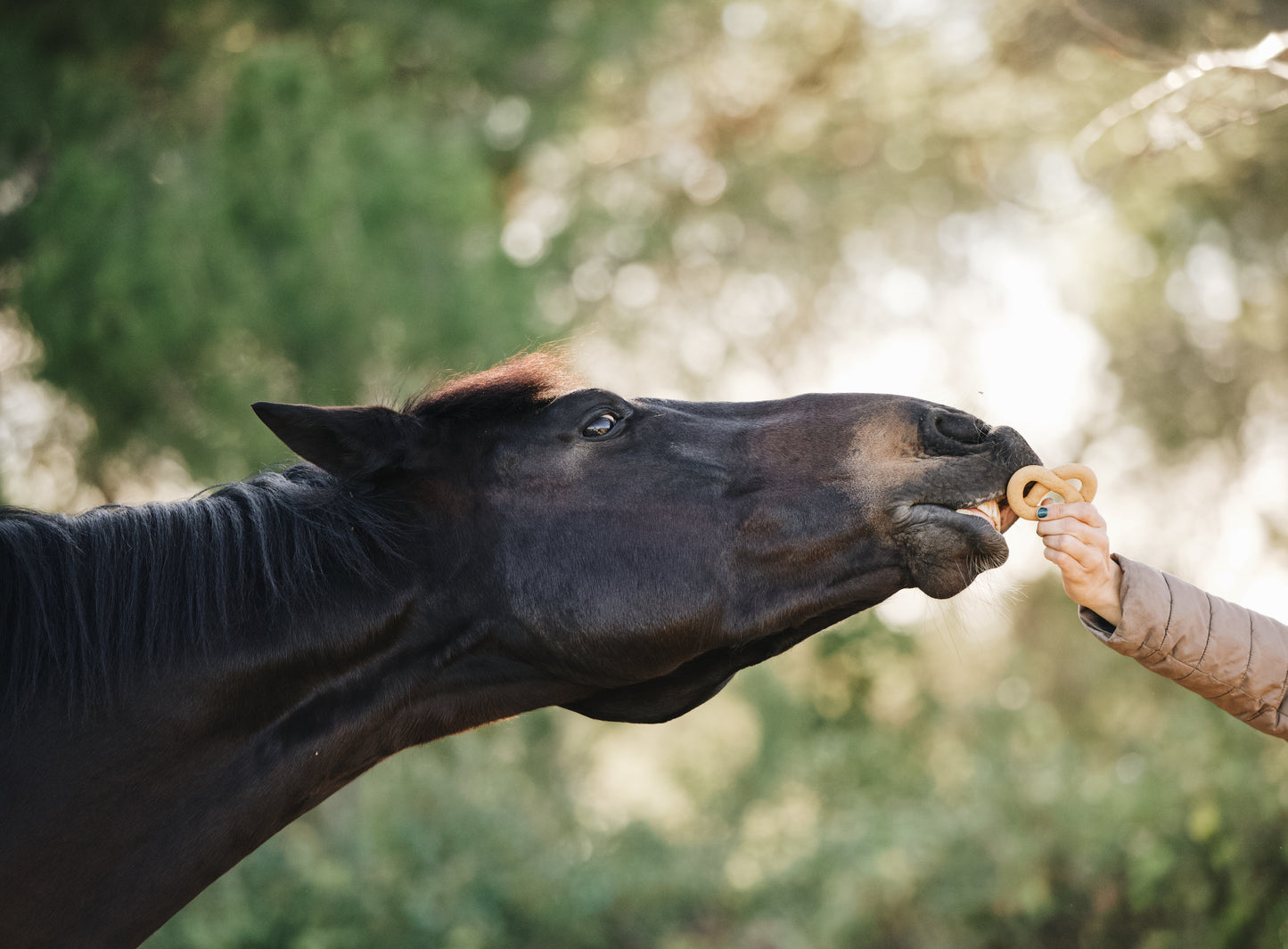 Candy Horse - Horse-shaped cookies, herb pretzels, 8 pieces