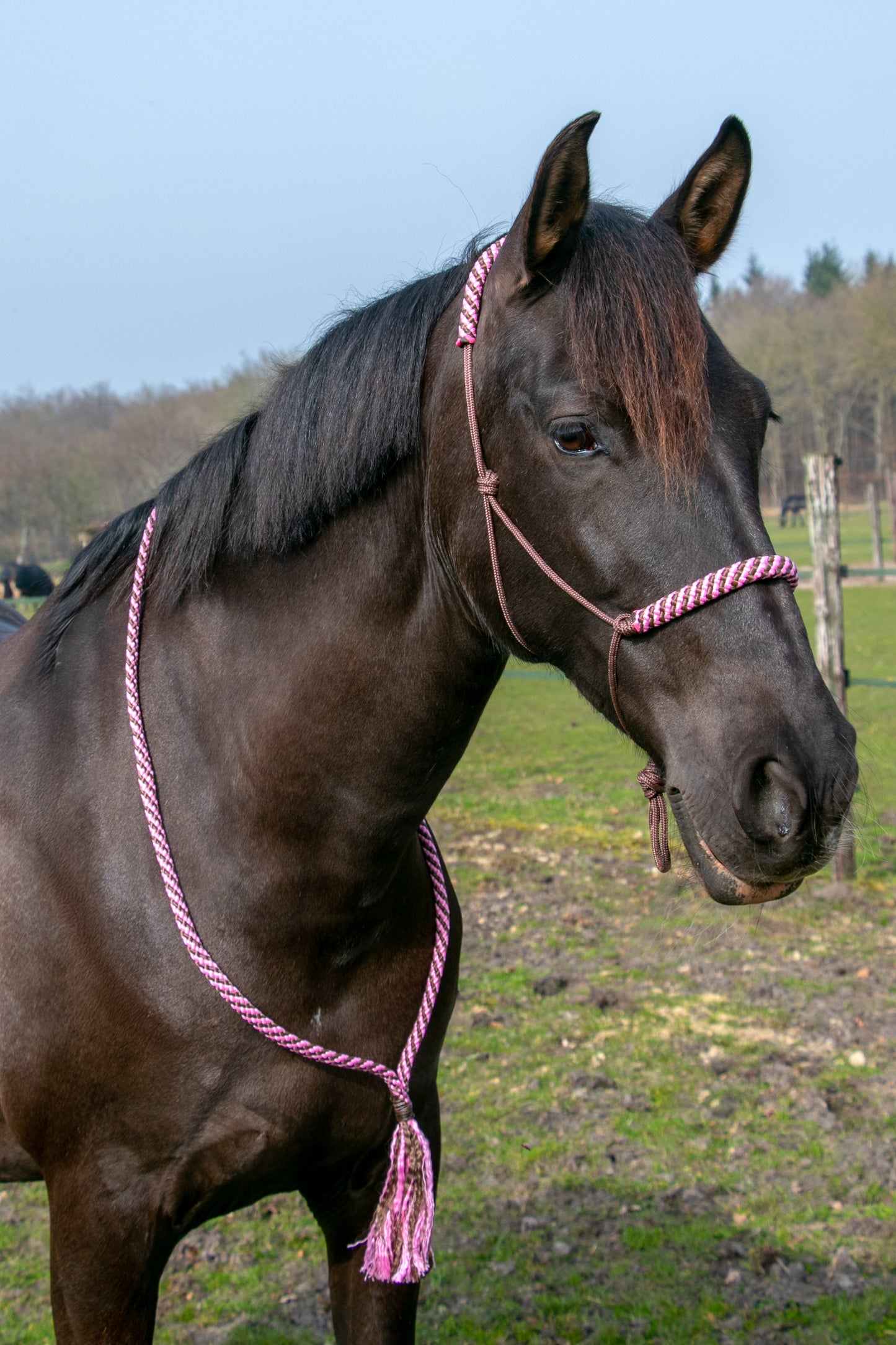 Rope Halter Set Raspberry