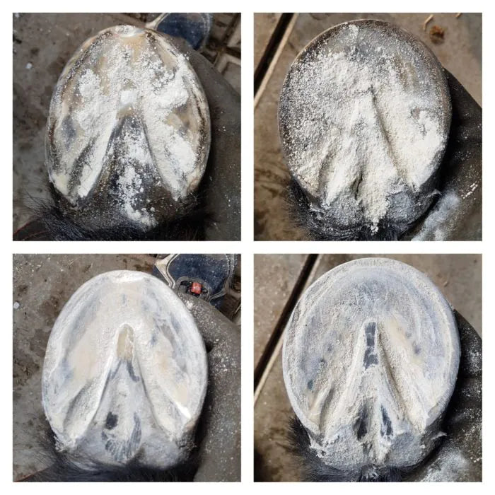 Unique-horn | Magic Hoof Powder