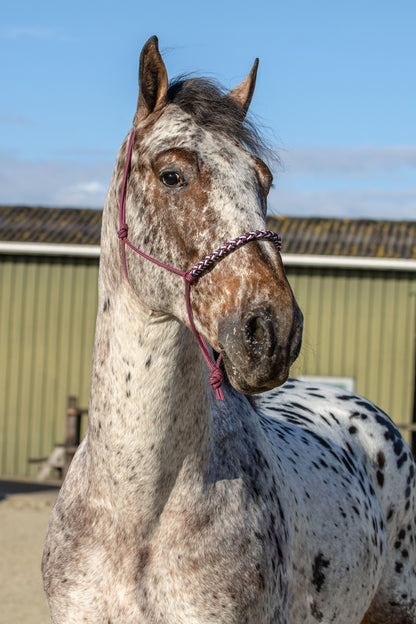 Rope halter with braided noseband dark blue, beige and burgundy