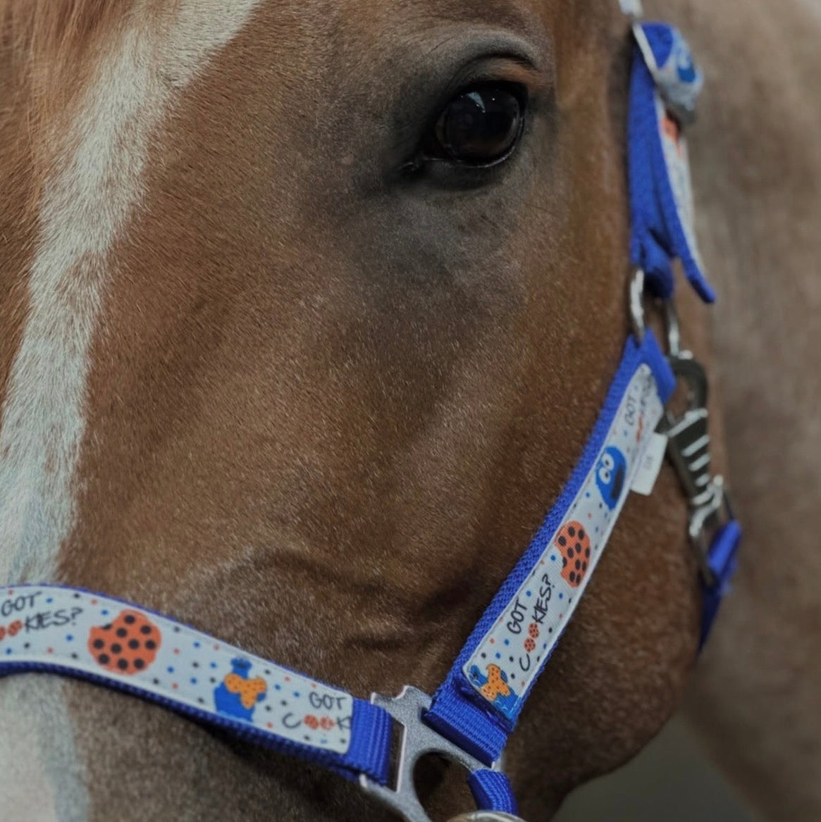 Happy Halsters - Halter blu con motivo biscotti
