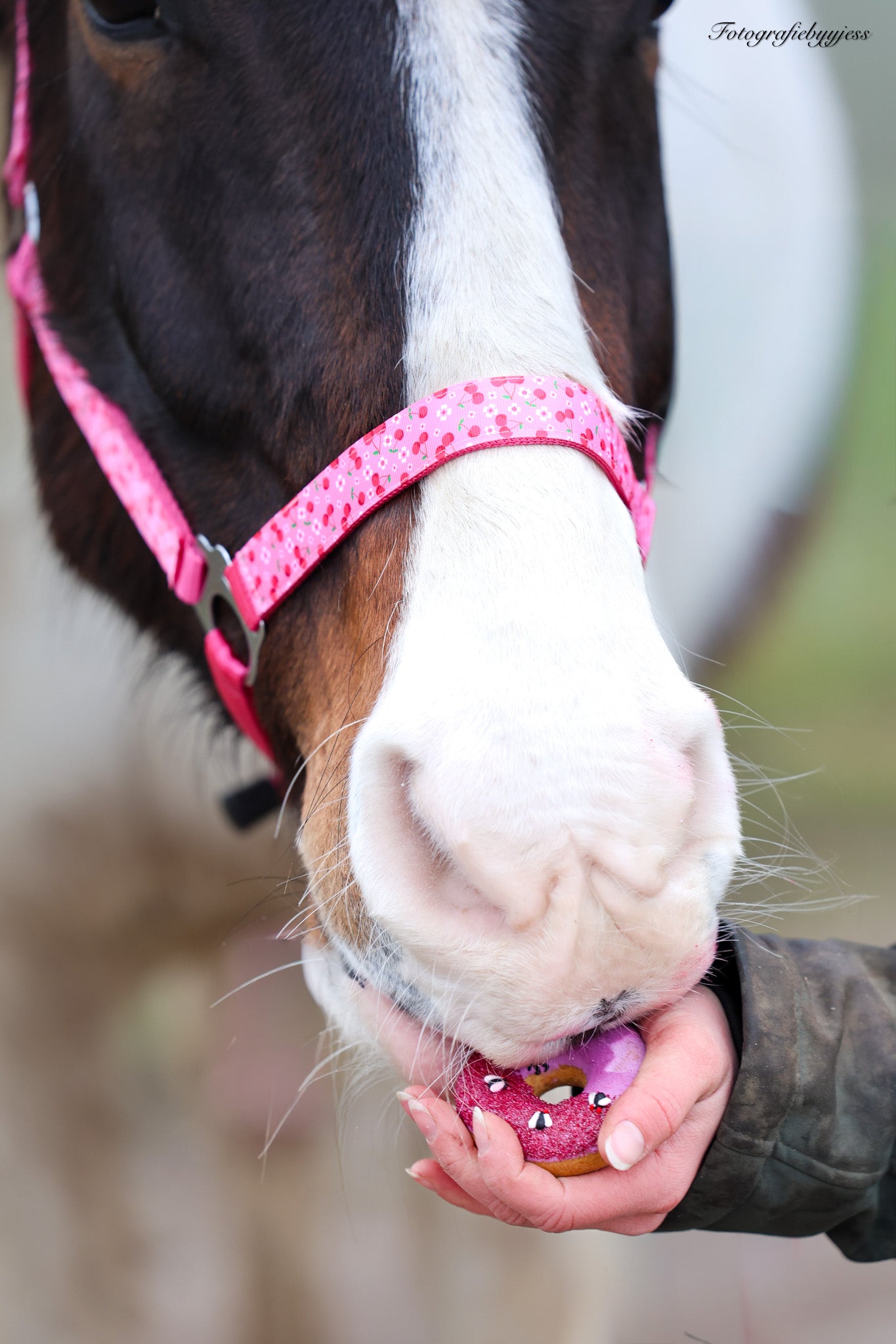 Happy Halsters - Capestro Fucsia con ciliegie