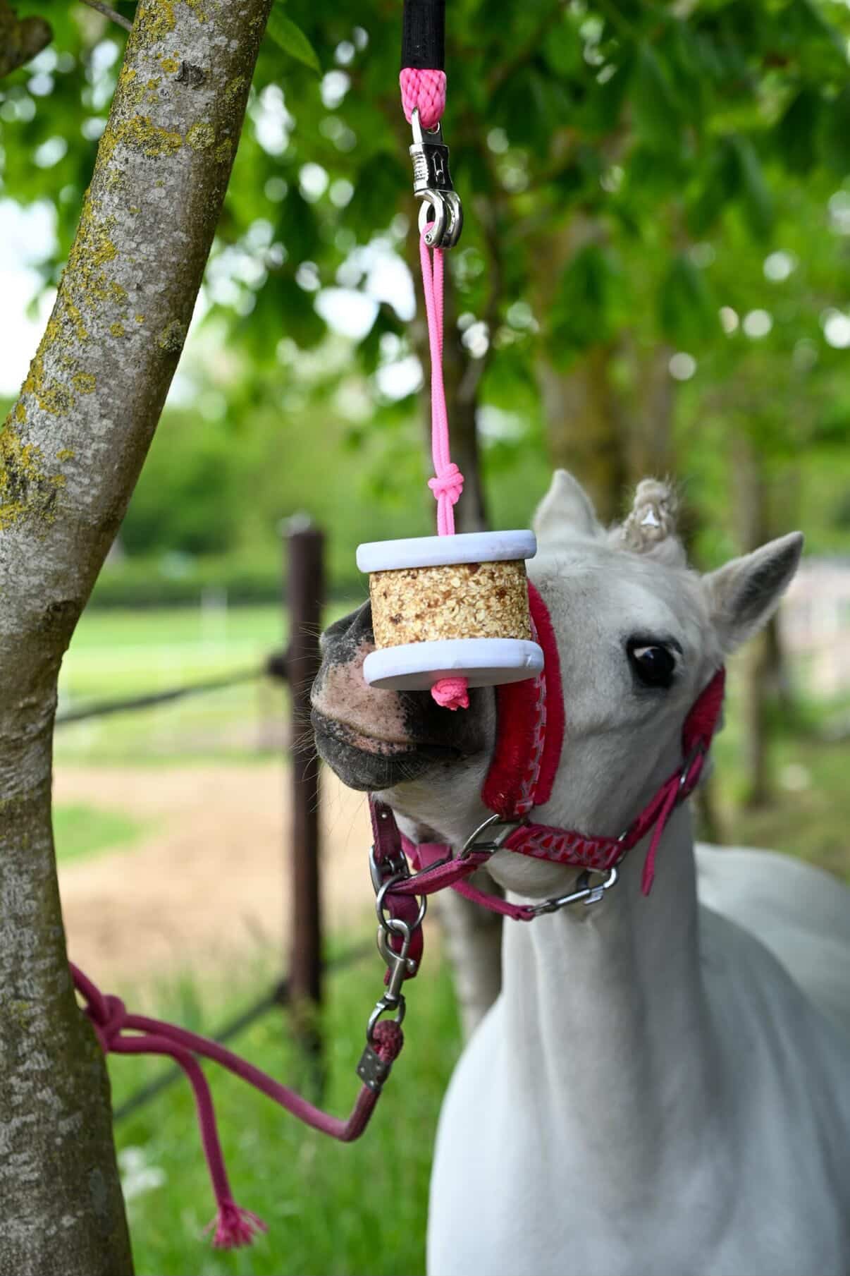 Happy Crackers - Happy Wild ophangsysteem knabbelblok
