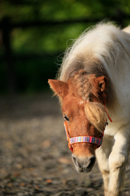 Happy Halsters x FMH - Colourful Panther Exclusive halter various colors
