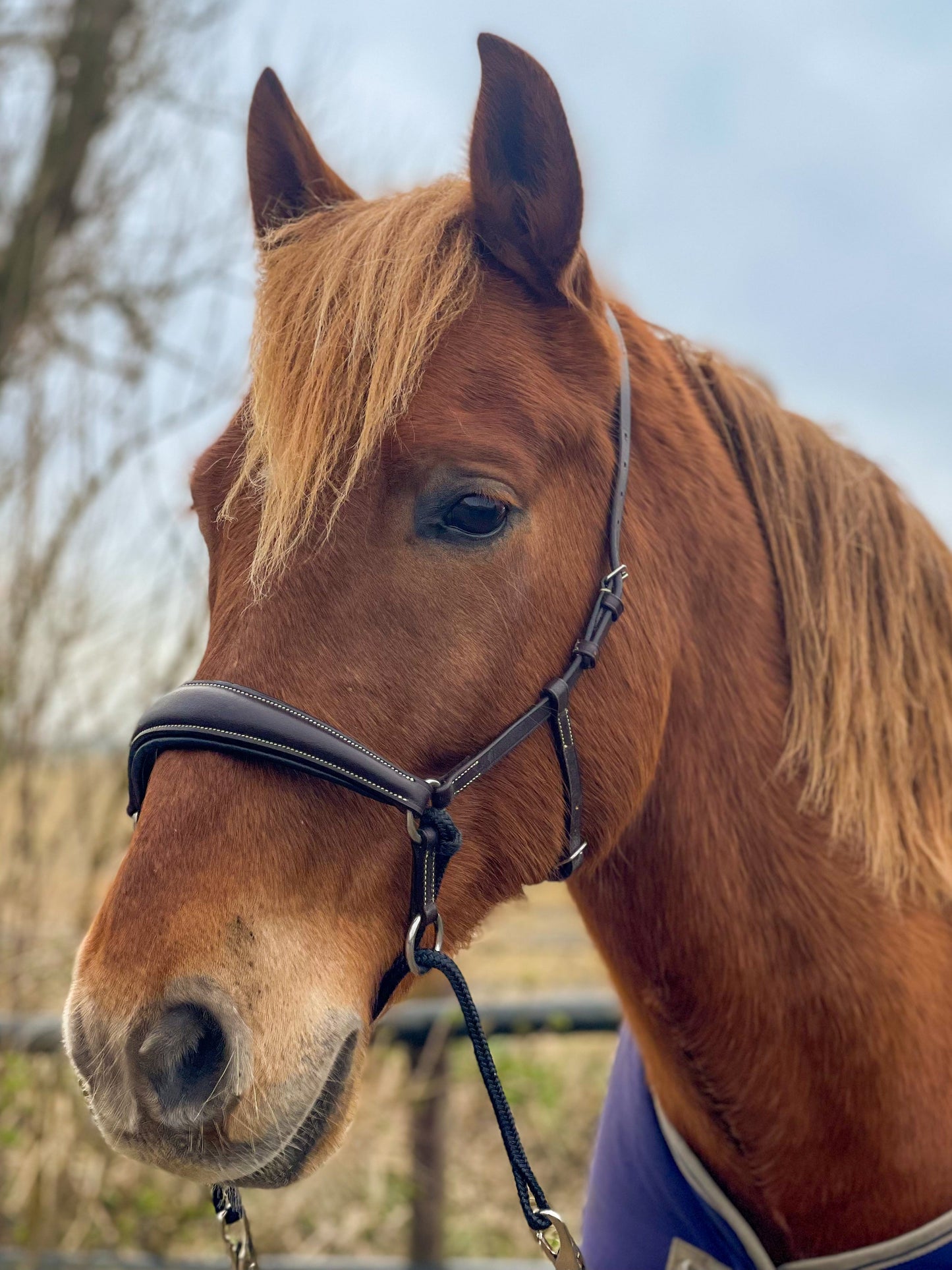 LoveLance - Kingekruist hoofdstel "Lujo"