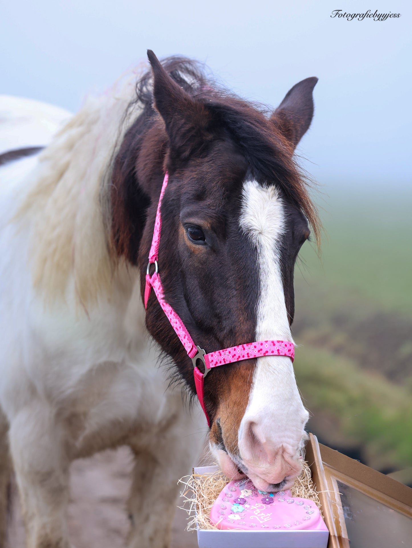 Happy Halsters - Capestro Fucsia con ciliegie