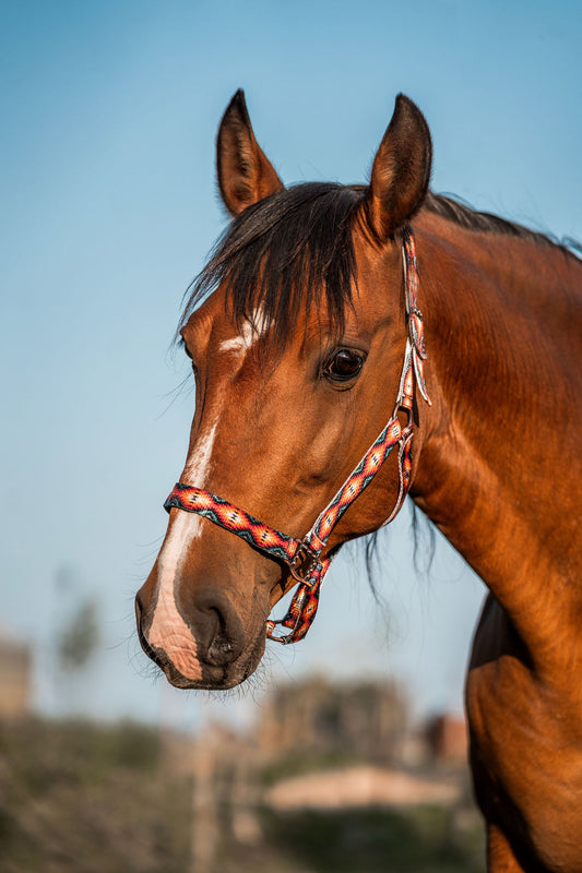Schulz Equine - Halster Sunset aztek