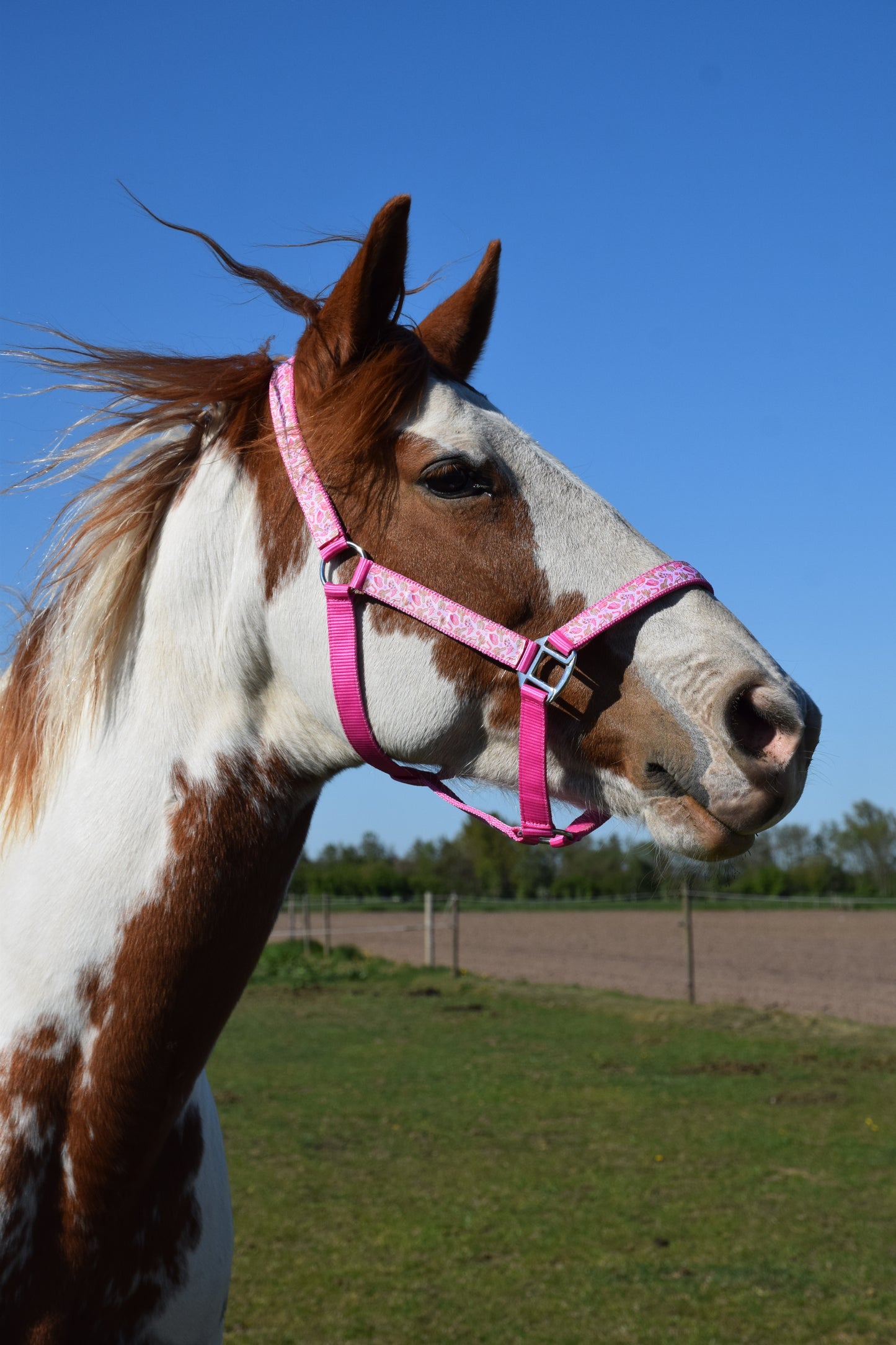 Happy Halters x FMH - Pink Cowgirl Exclusive halter div. to colour