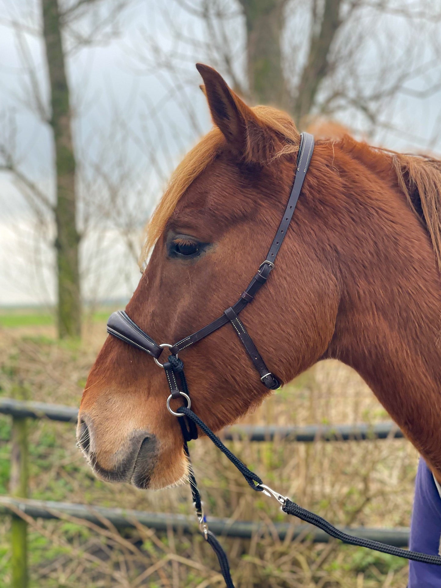 LoveLance - Kingekruist hoofdstel "Lujo"