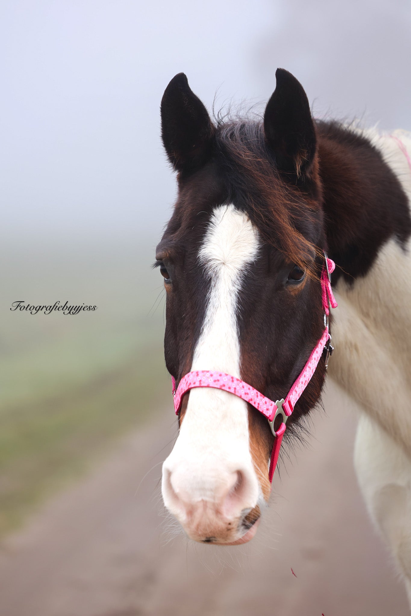 Happy Halsters - Capestro Fucsia con ciliegie