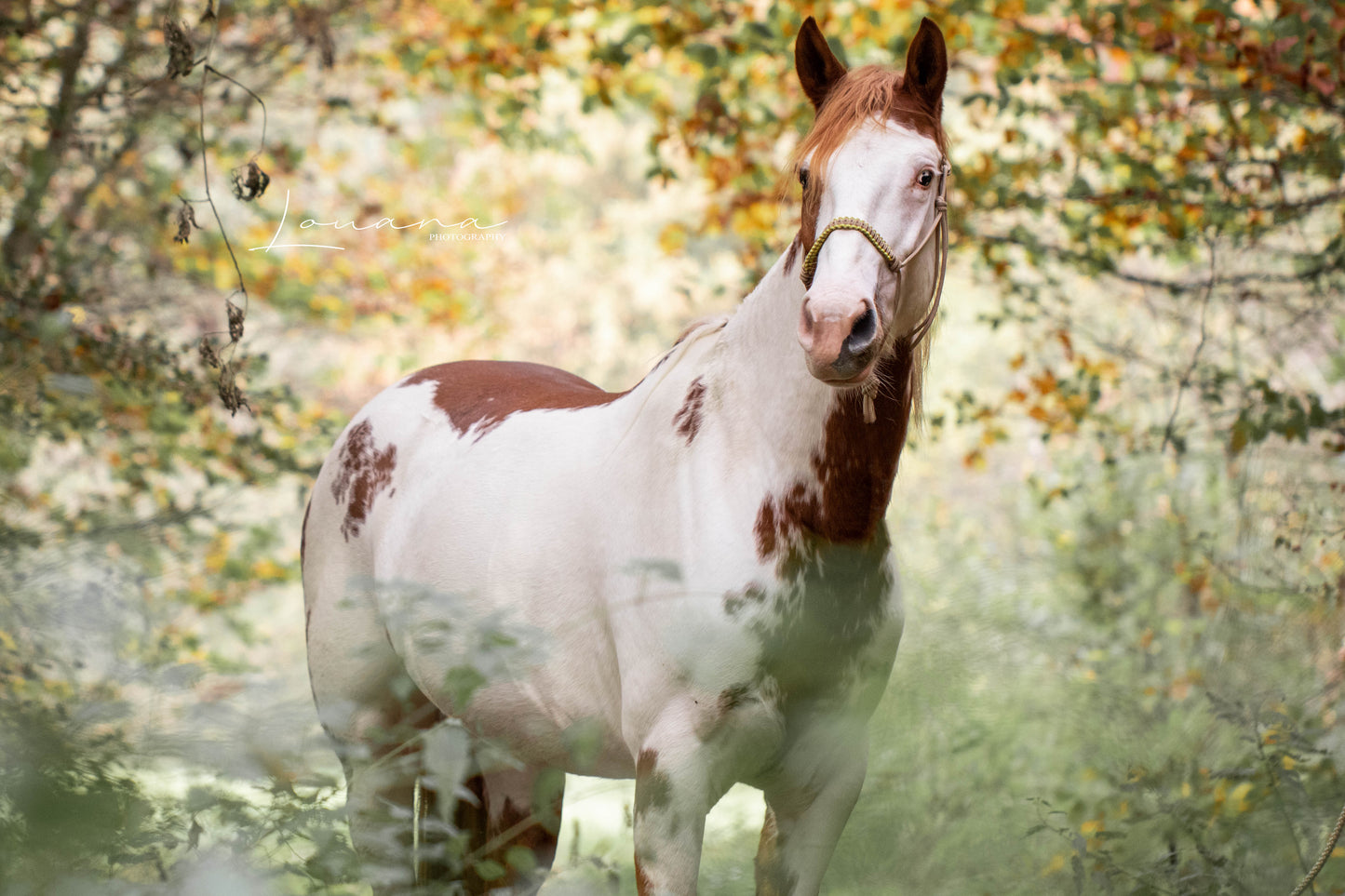 Het Paardenatelier - Set de cabestro de cuerda Azar con cuerda de cabestro 2m beige con amarillo
