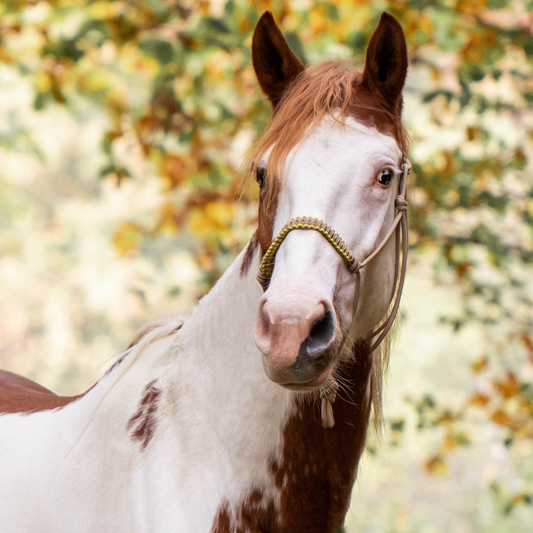 Het Paardenatelier - Ensemble licol corde Azar avec longe 2m beige et jaune