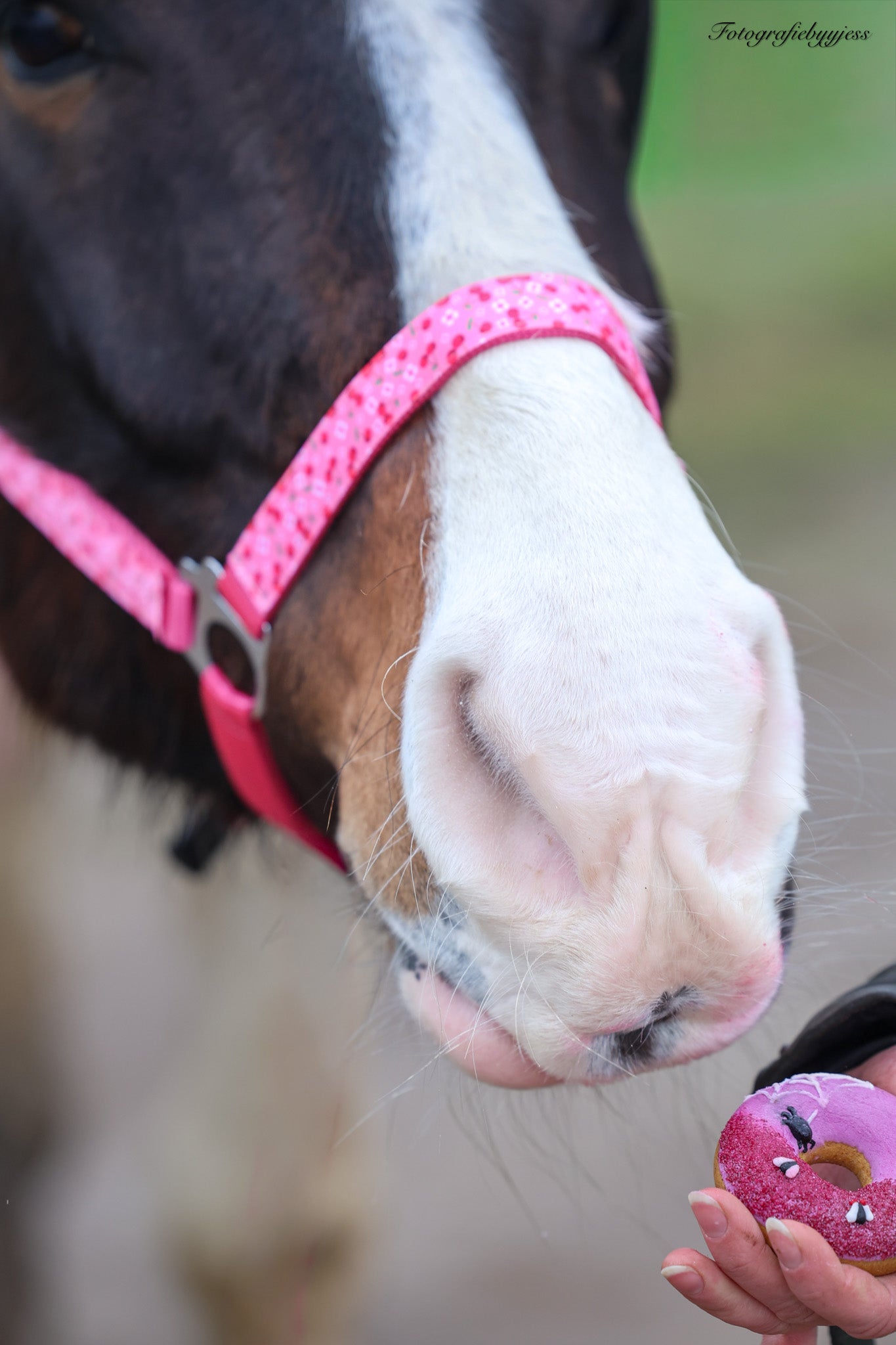 Happy Halsters - Capestro Fucsia con ciliegie