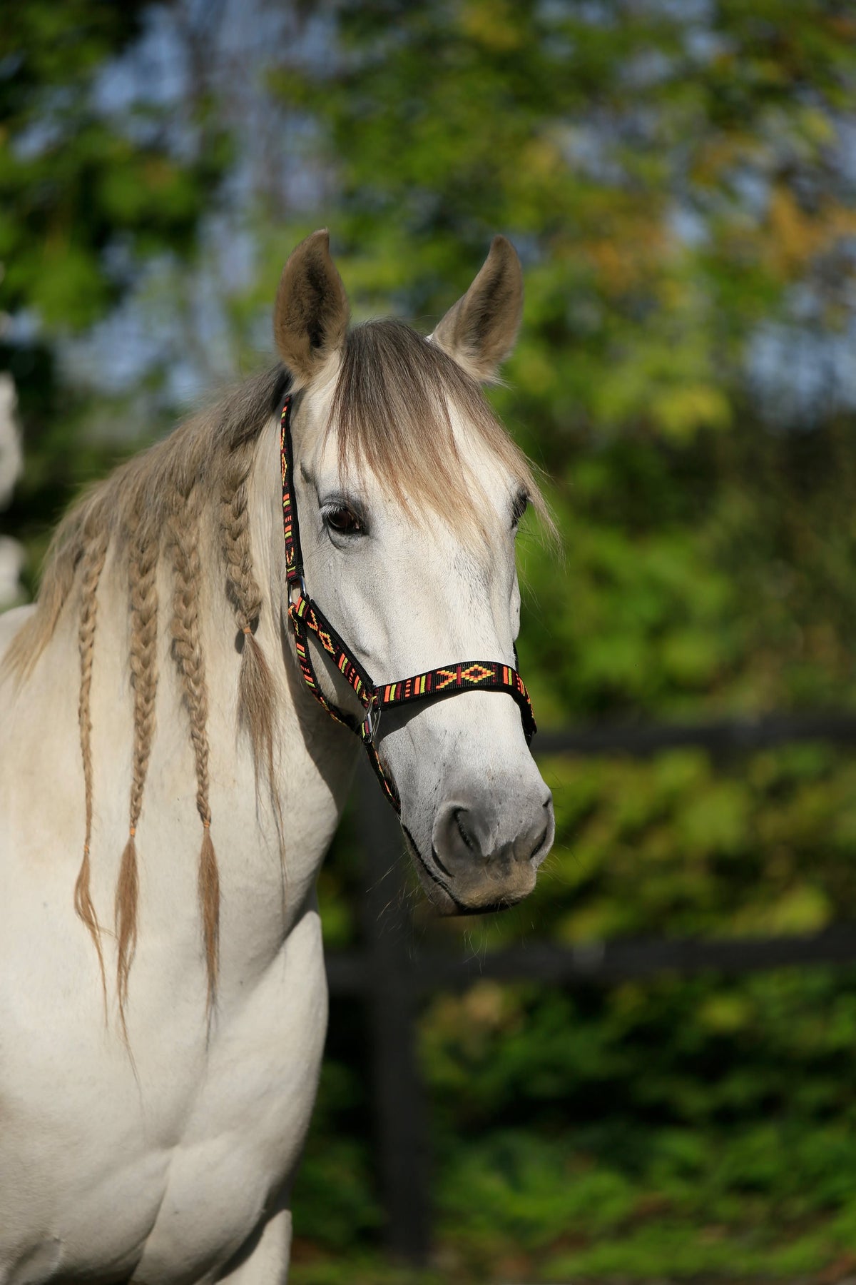 FMH - Geborduurd nylon halster met padding ‘Nomad Spirit Original’
