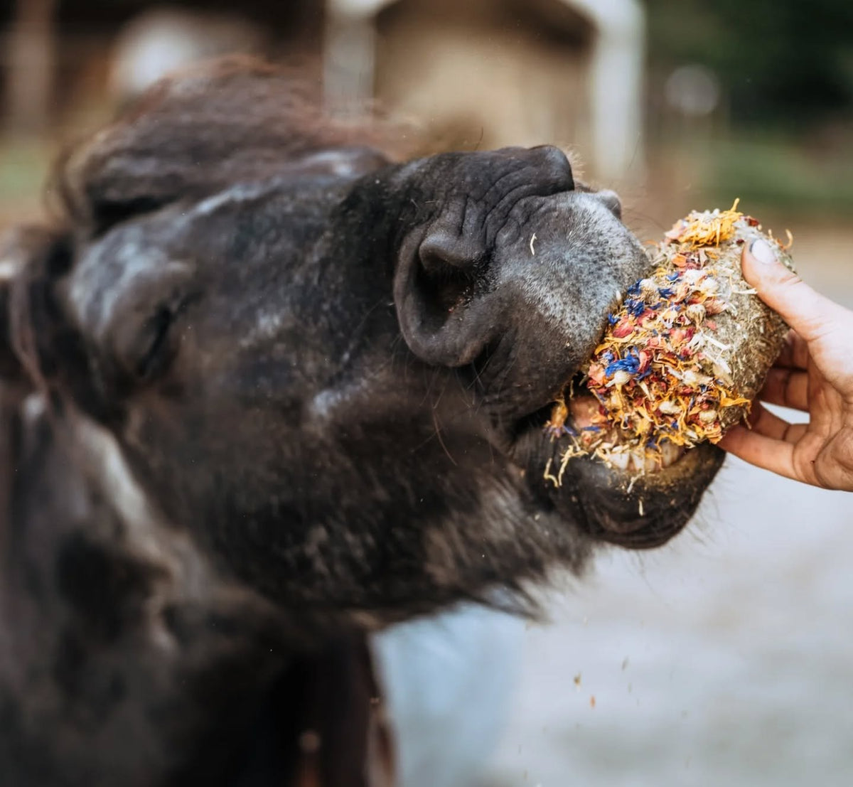 HippieHorses - Smulbol Voordeelverpakking 6 stuks (mix van diverse smaken)