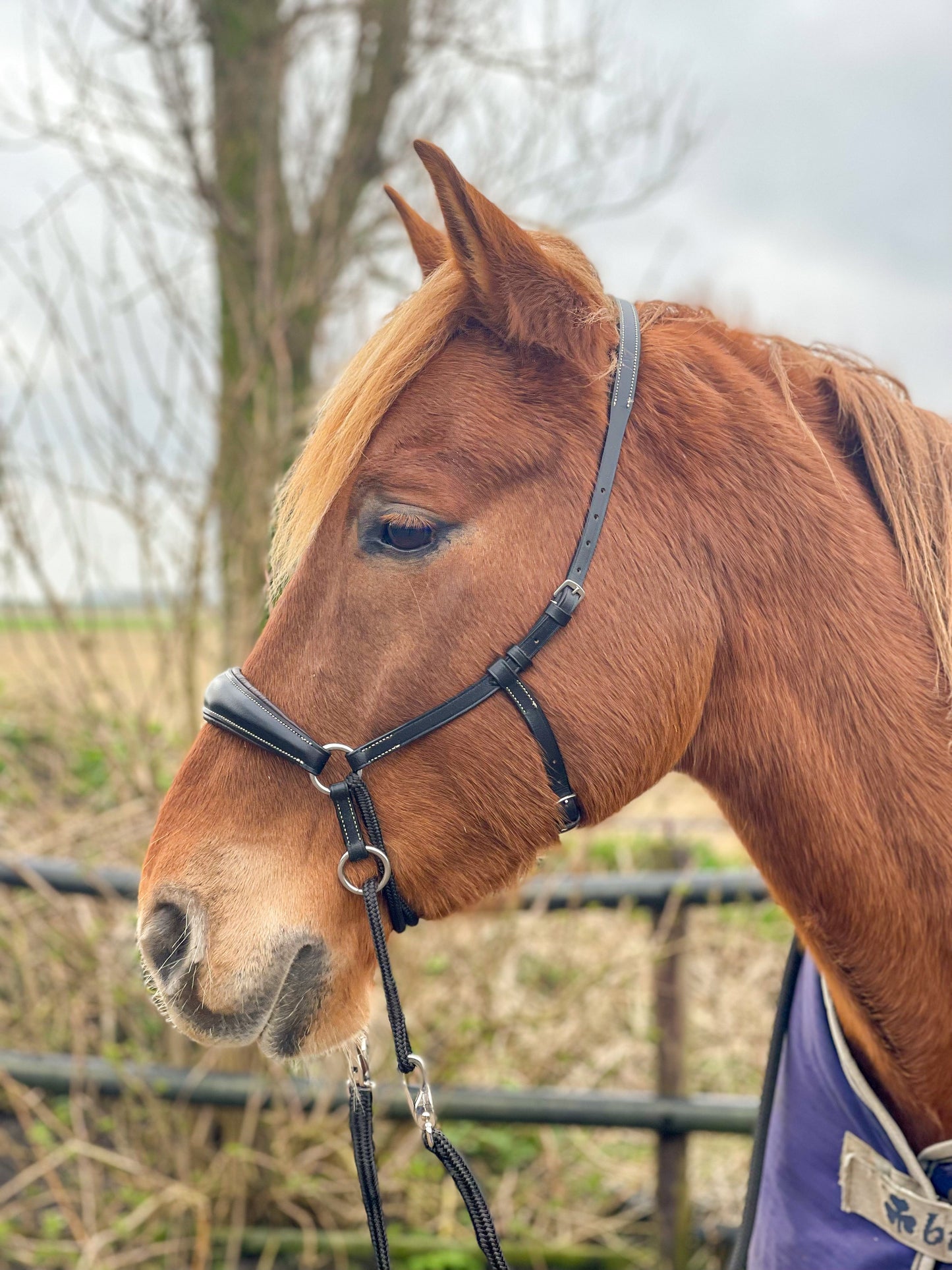 LoveLance - Kingekruist hoofdstel "Lujo"