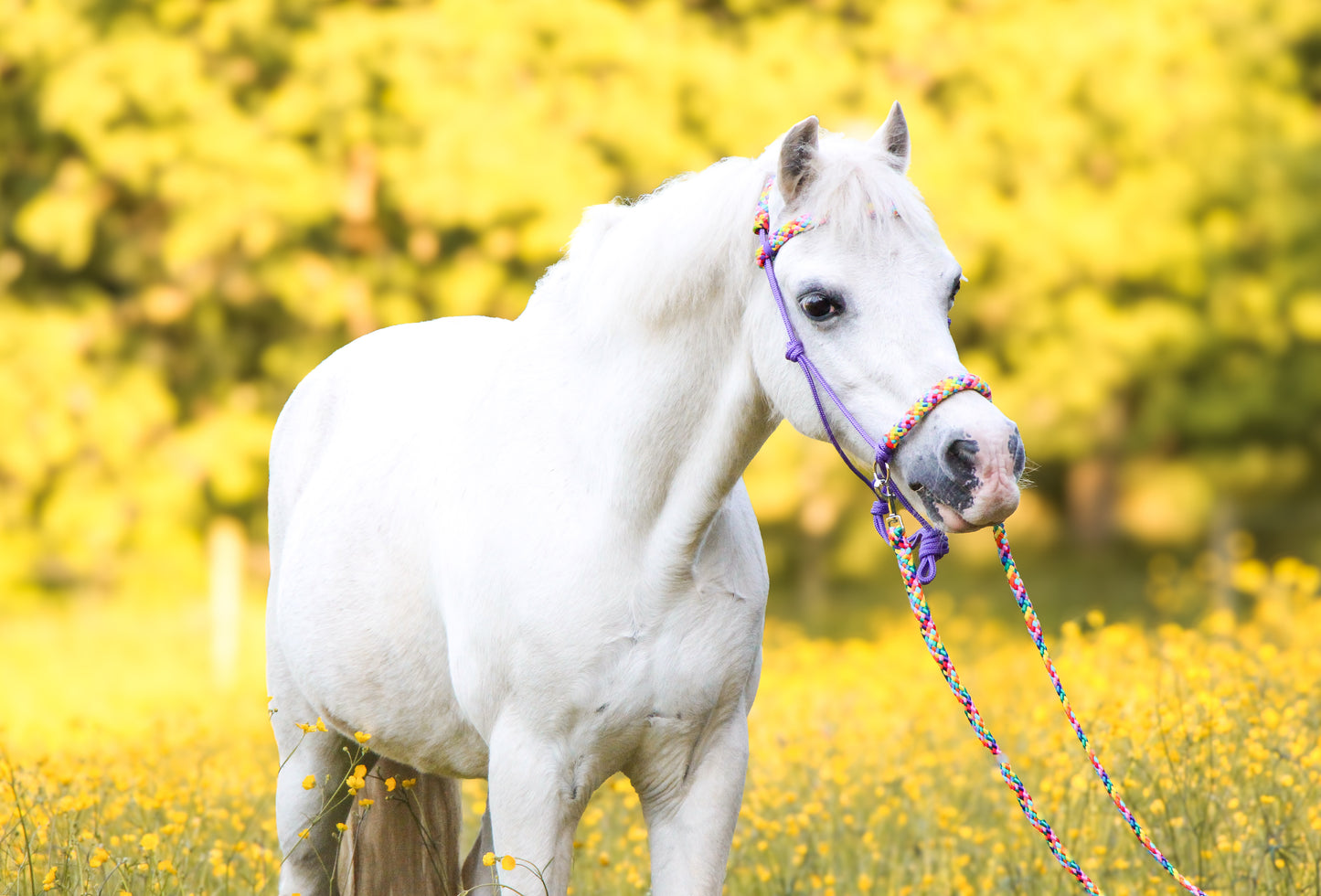 Horse Rope Shop - Touwhalster set rijhalster + teugels ‘Rainbow’ paars