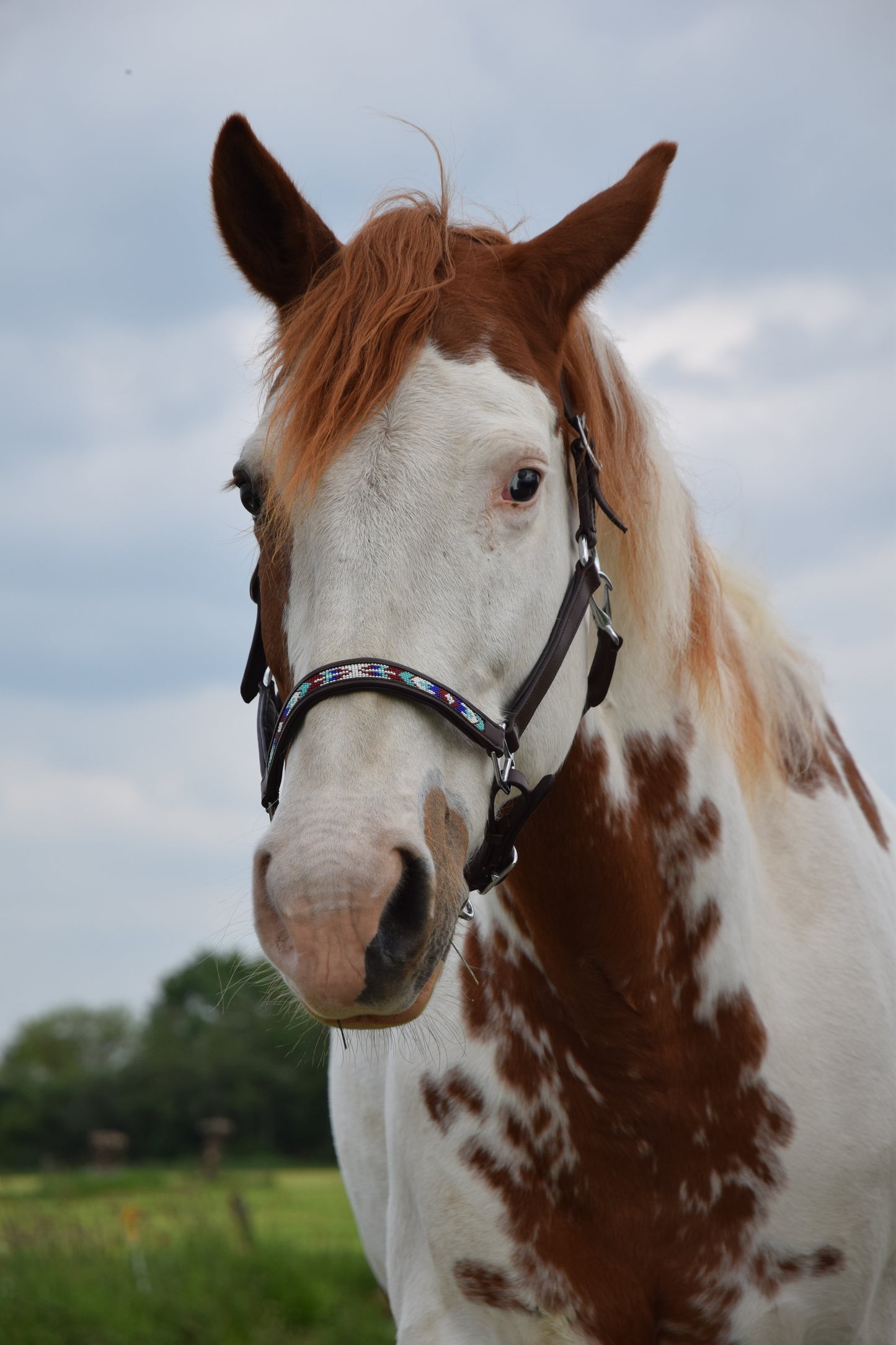 FMH - Licol en cuir cognac avec perles ‘Beaded Bronco Bluey’ bleu/turquoise/blanc