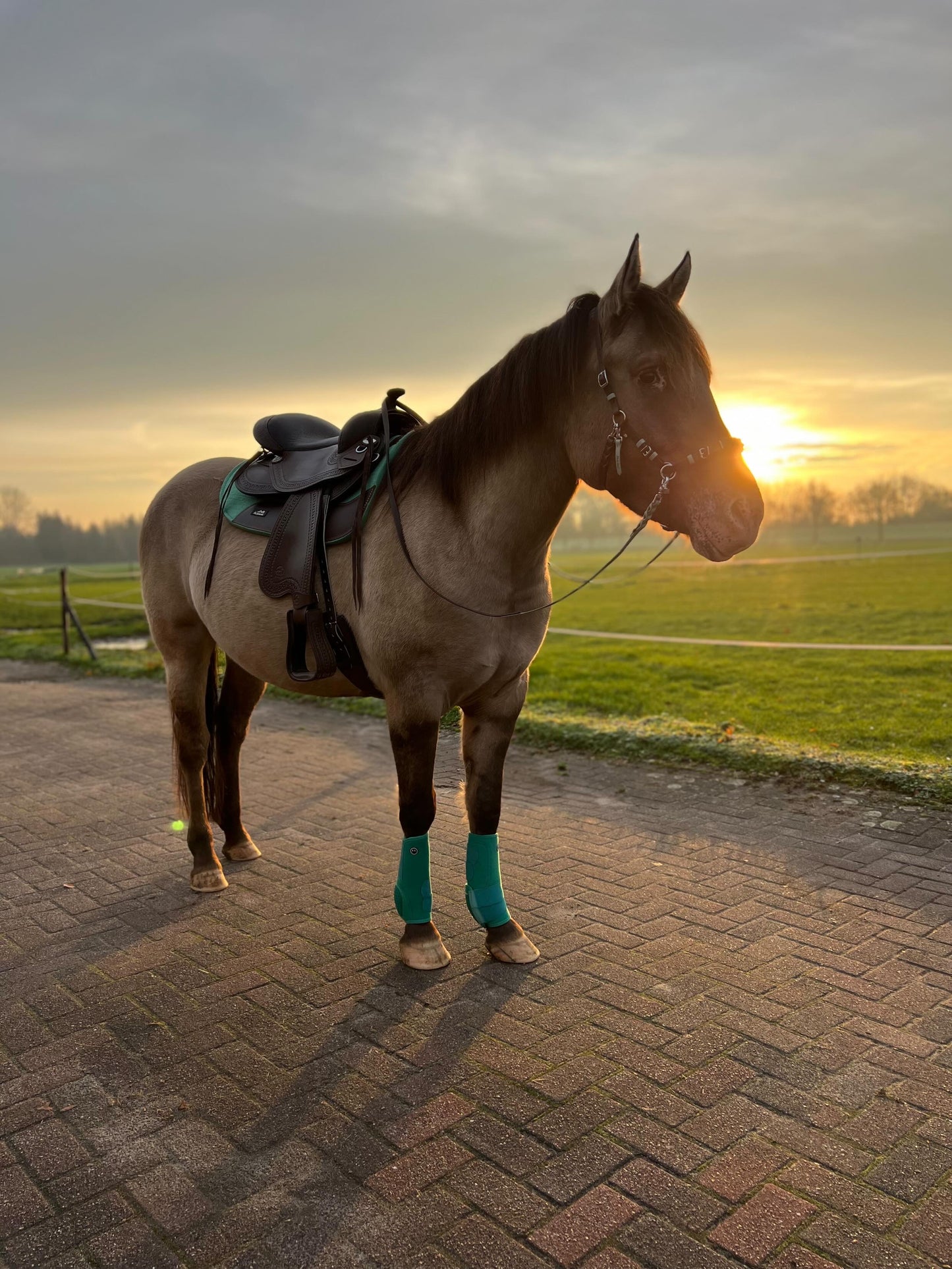 FMH - NeoPro the Solids - Neoprene beenbeschermers boots voor paarden (div. kleuren)