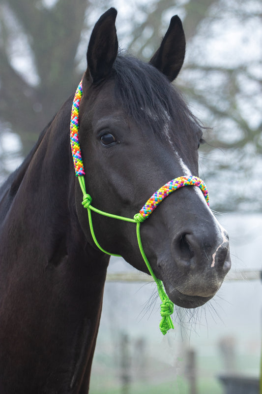Rope halter apple green with rainbow