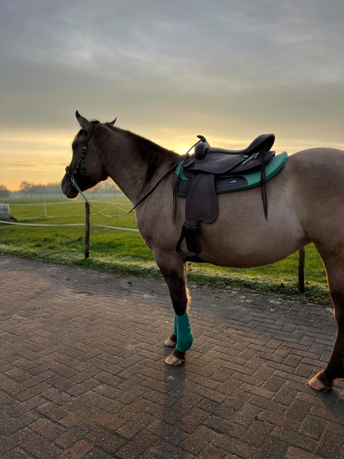 FMH - NeoPro the Solids - Neoprene beenbeschermers boots voor paarden (div. kleuren)
