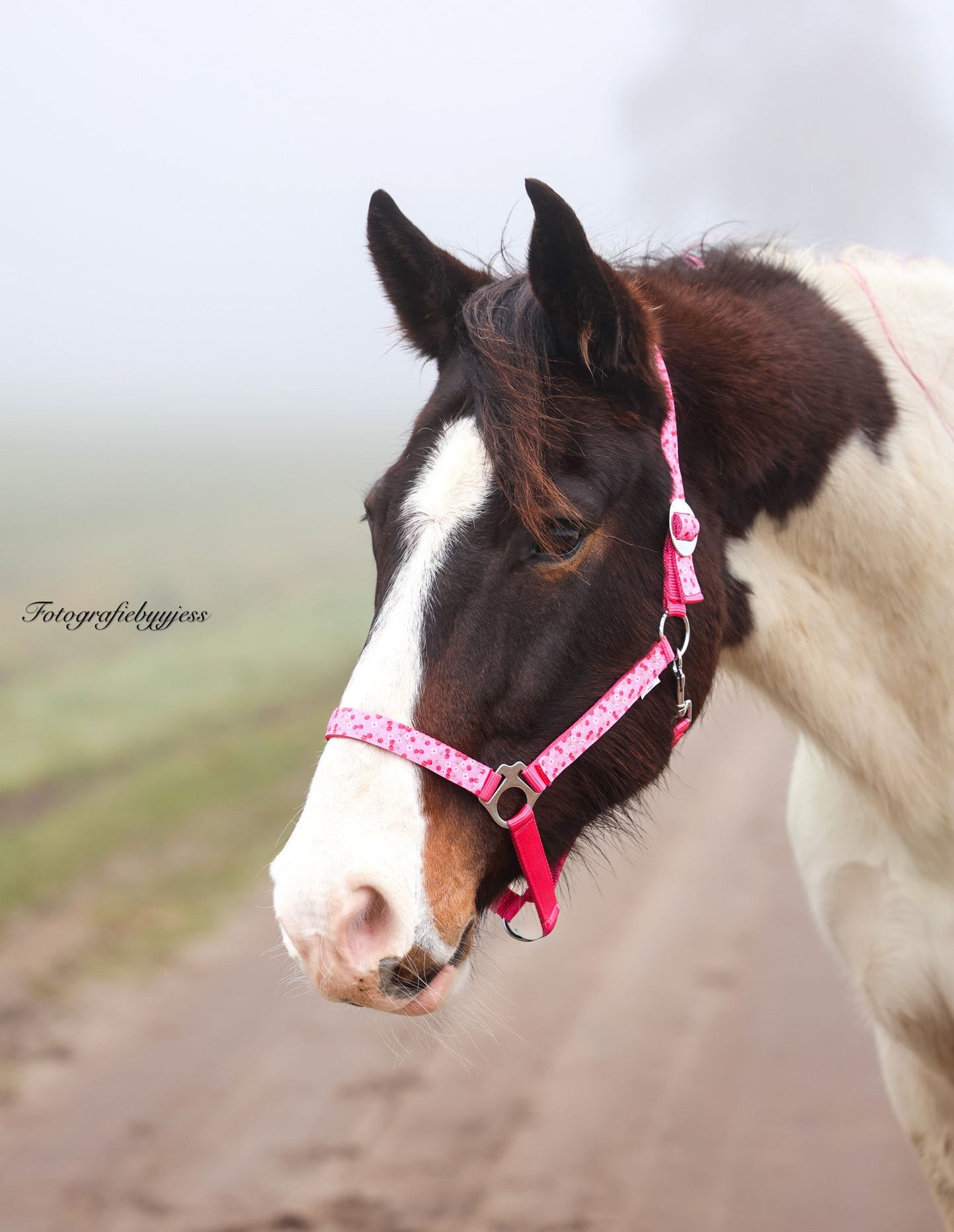 Happy Halsters - Capestro Fucsia con ciliegie