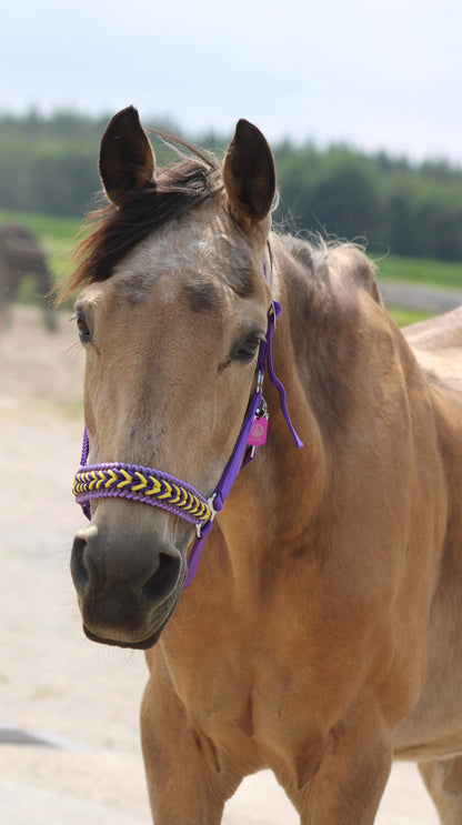 Freni per cavalli fatti a mano - Capestro annodato ‘Followmyhooves’ viola/giallo