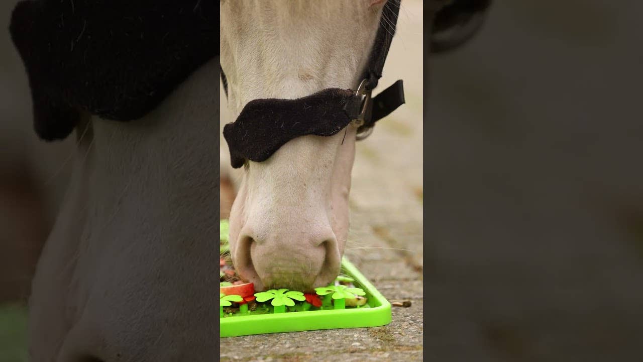 Excellent Horse - Snuffelmat