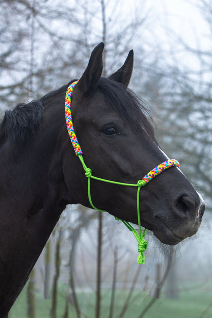 Rope halter apple green with rainbow