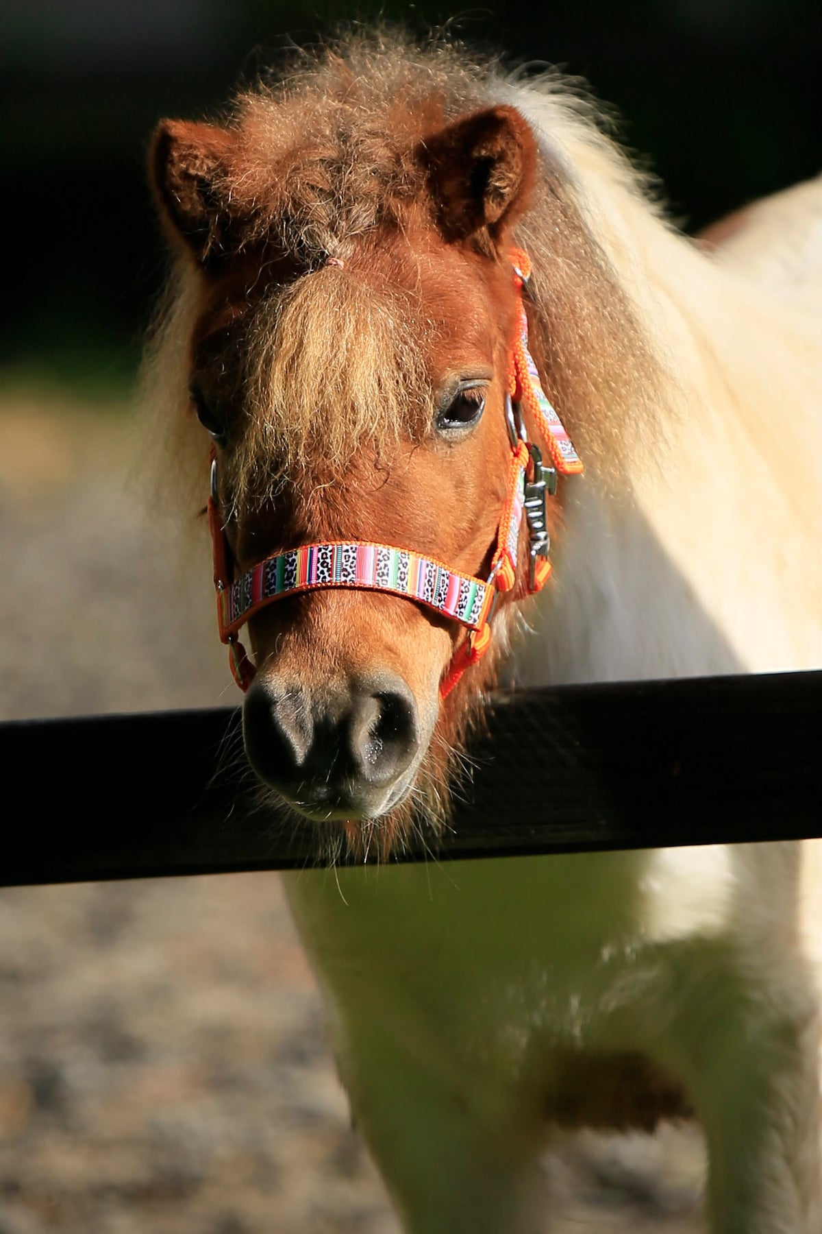Happy Halsters x FMH - Colourful Panther Exclusive halter various colors