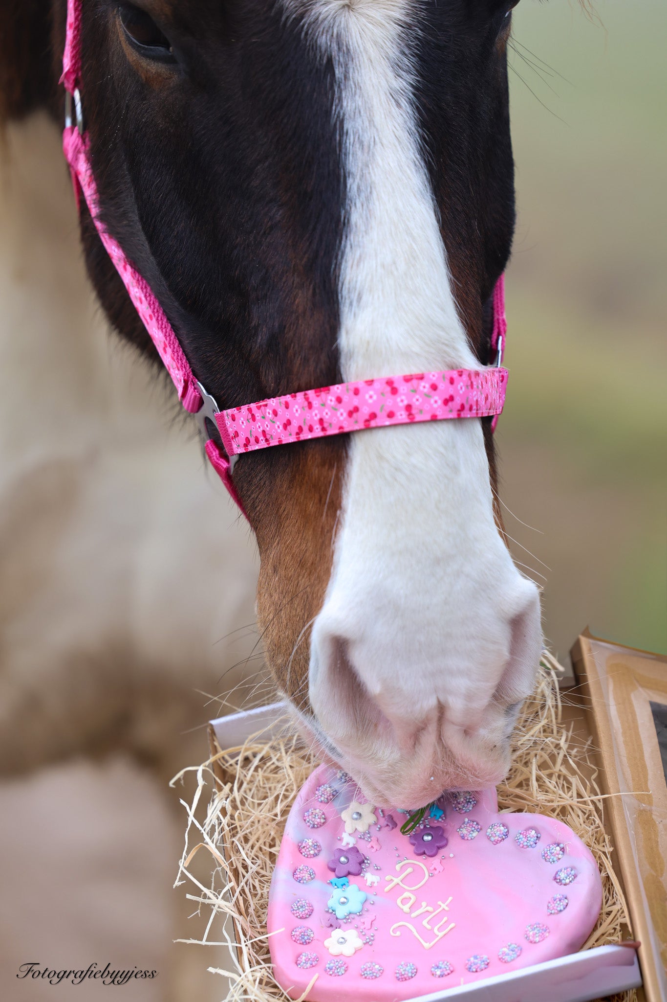 Happy Halsters - Capestro Fucsia con ciliegie