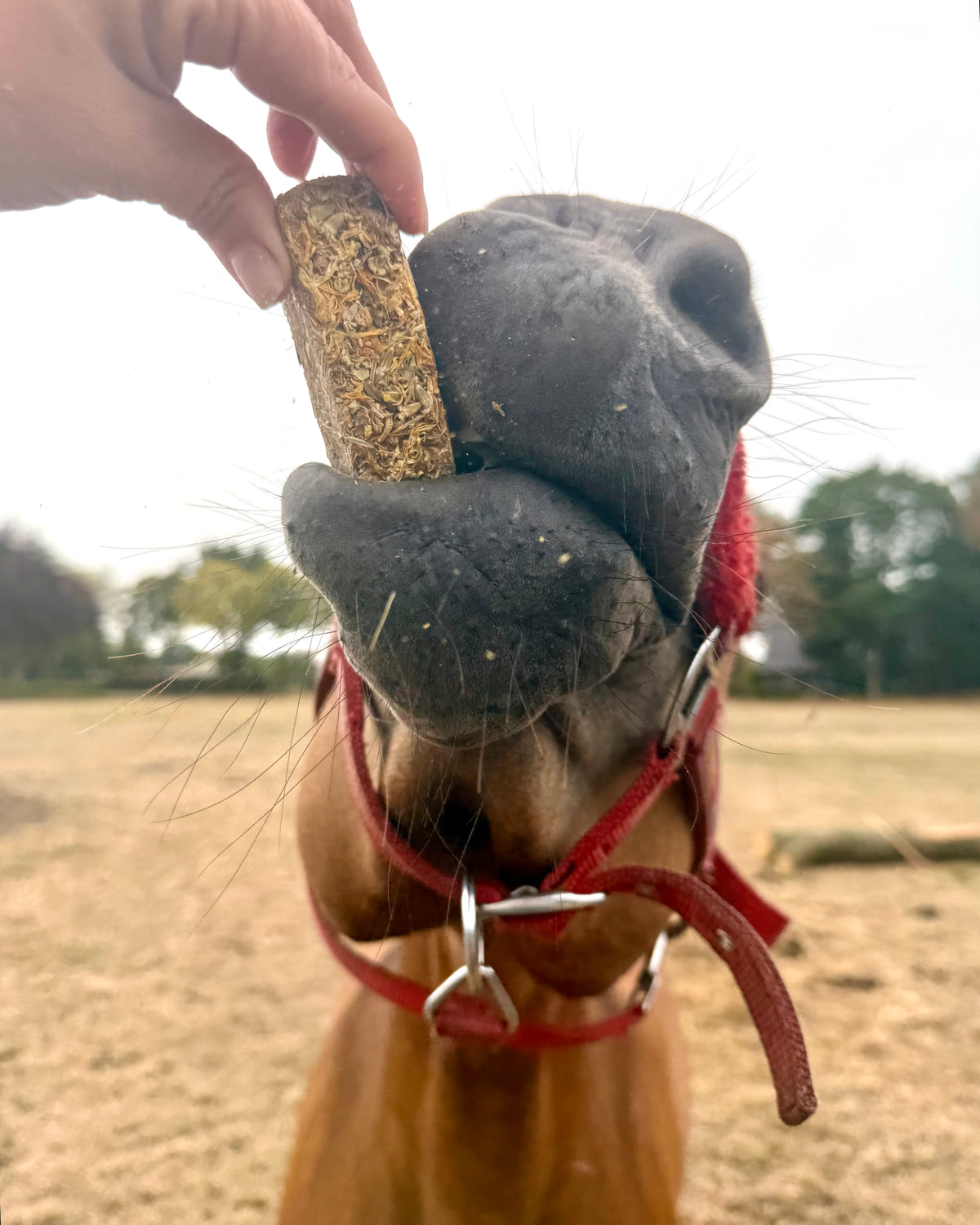 Frisian Roots Barn - Blossom Bars snacks naturales para caballos con hierbas 4uds.