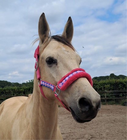 Happy Halsters x FMH - Love is Love Exclusive Halfter (bunt) verschiedene Farben