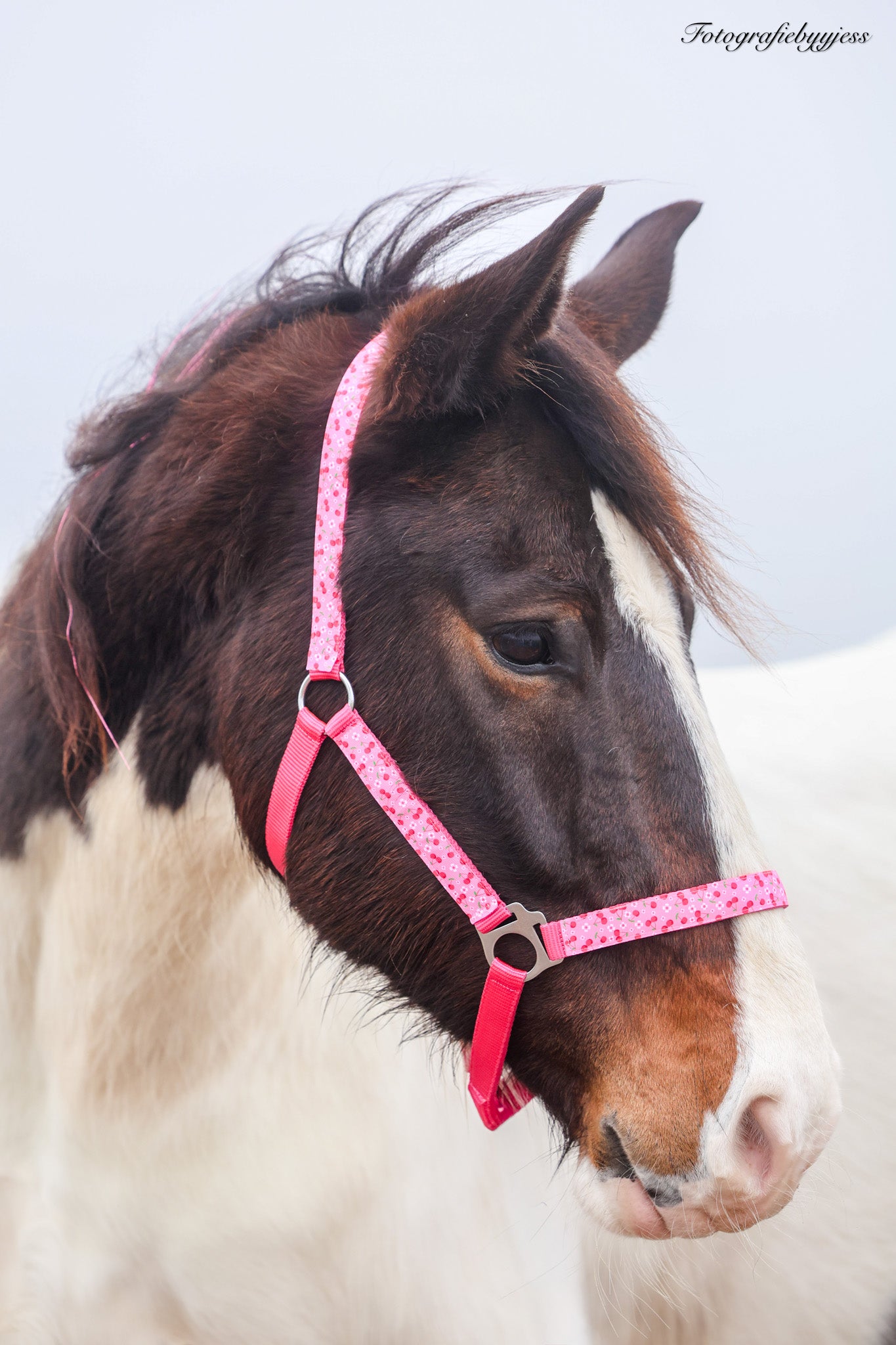 Happy Halsters - Capestro Fucsia con ciliegie