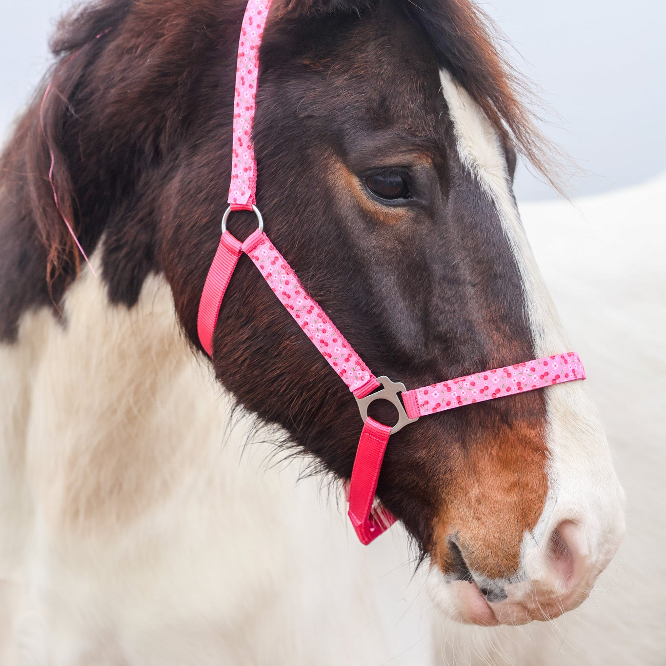 Happy Halsters - Capestro Fucsia con ciliegie