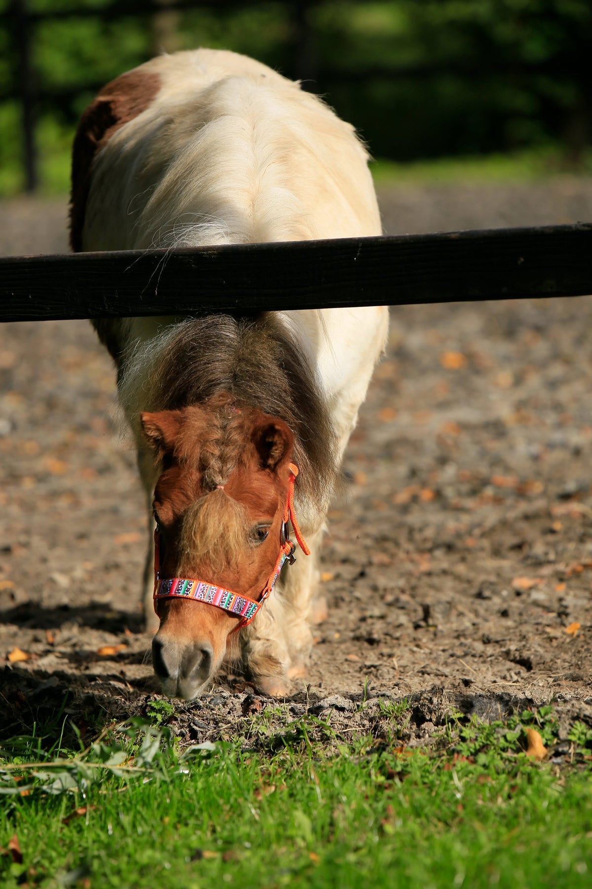 Happy Halsters x FMH - Colourful Panther Exclusive halter various colors