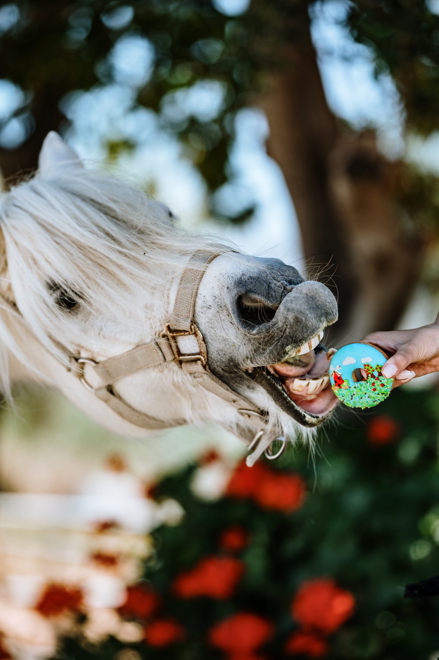 OP=OP - Candy Horse - The Farm Limited Collection - Versierde donuts 2x