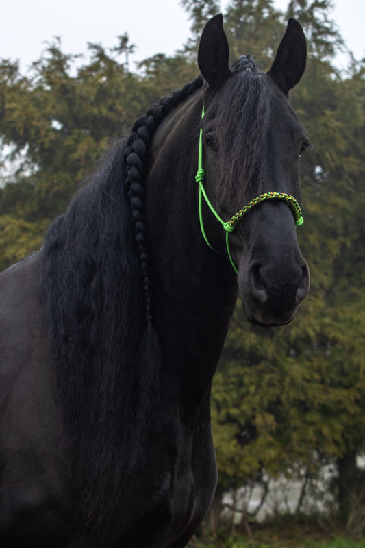 Rope halter braided noseband apple green, dark green and caramel