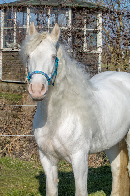 Rope halter aqua with mermaid noseband and earband