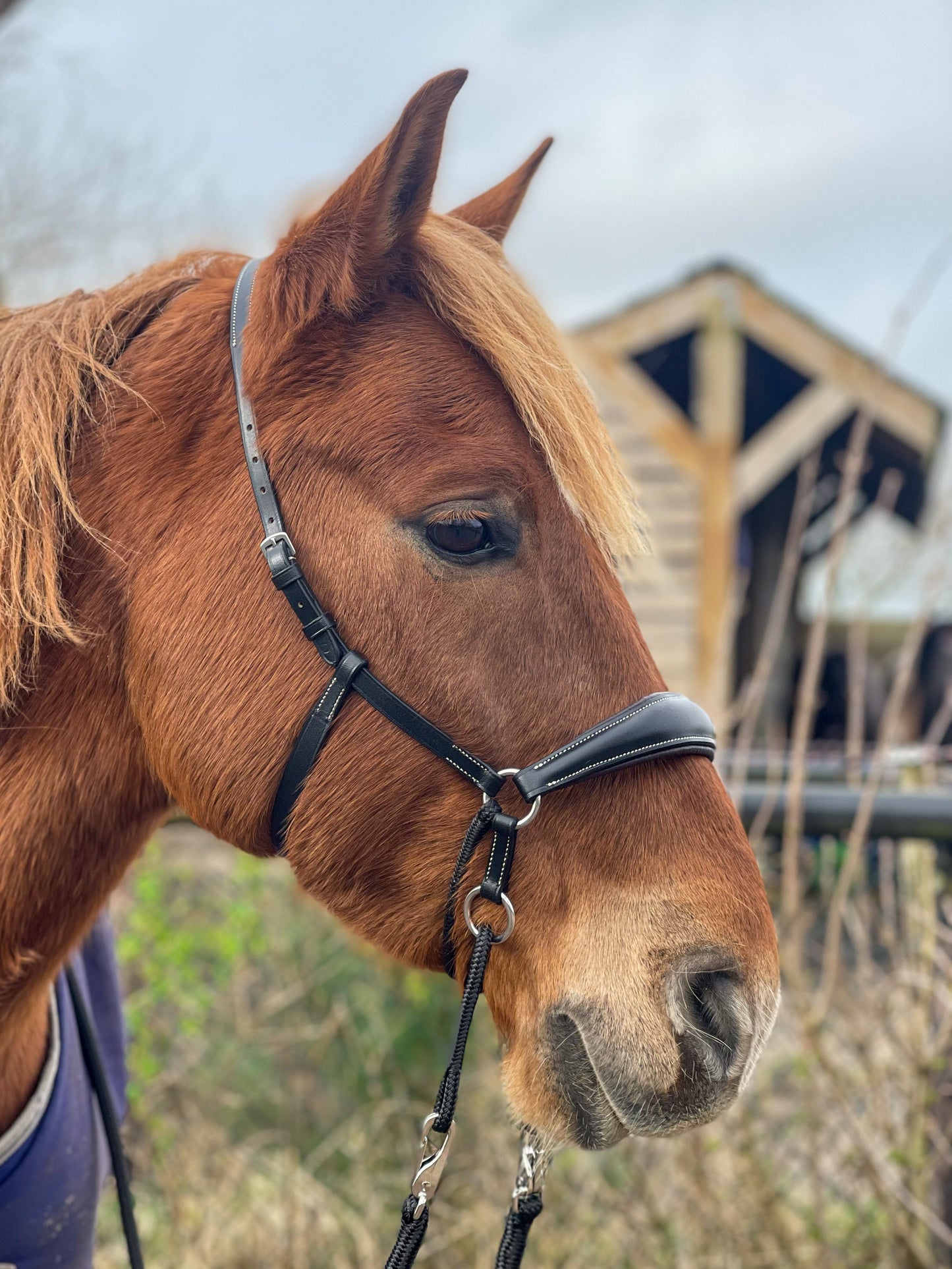 LoveLance - Kingekruist hoofdstel "Lujo"