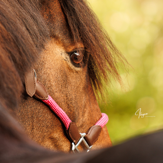 FMH - Havana leather halter set with colored rope, including lead rope ‘Pink Heritage’