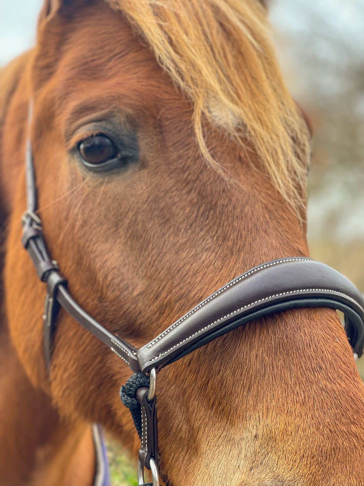 LoveLance - Kingekruist hoofdstel "Lujo"