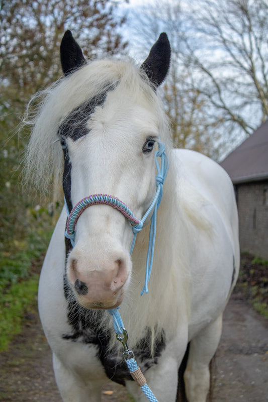 Rope Halter Vienna Noseband Baby Blue, Beige, Sea Green, and Old Pink