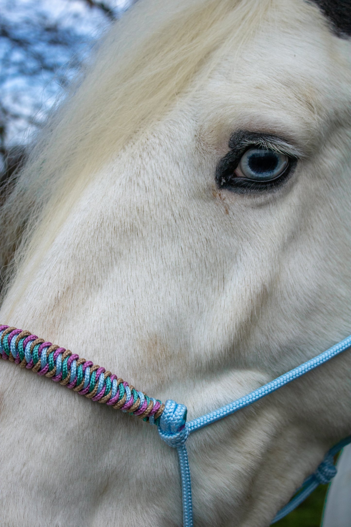 Rope Halter Vienna Noseband Baby Blue, Beige, Sea Green, and Old Pink