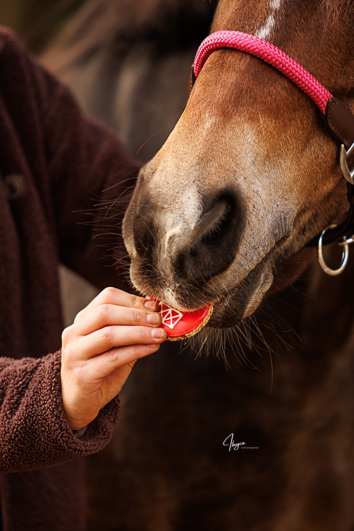 Konska Cukierenka - Pony Bueno Luxe Paardenkoekjes 2st. the Farm