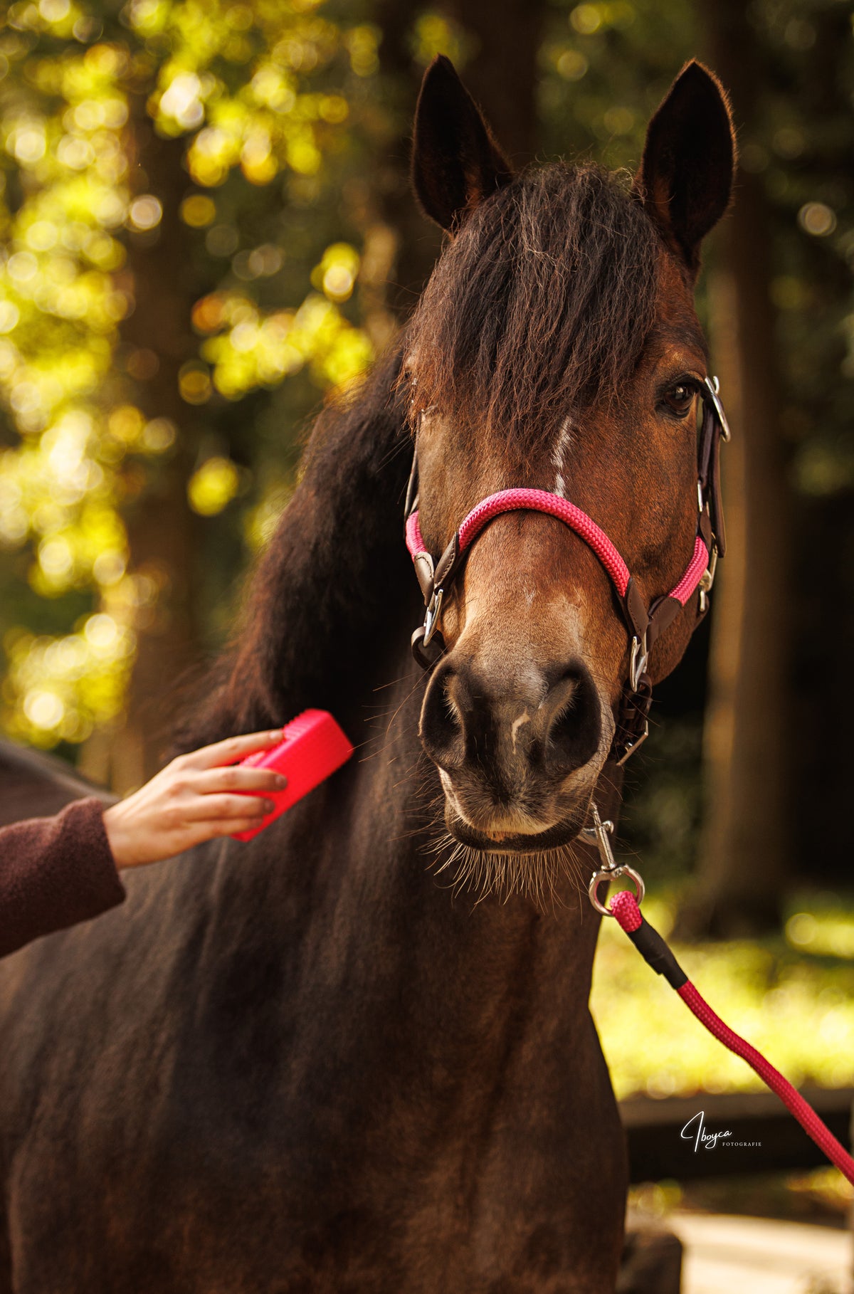 CleanYourHorse - Bloc de toilettage Soft Touch Brosse de dépilation