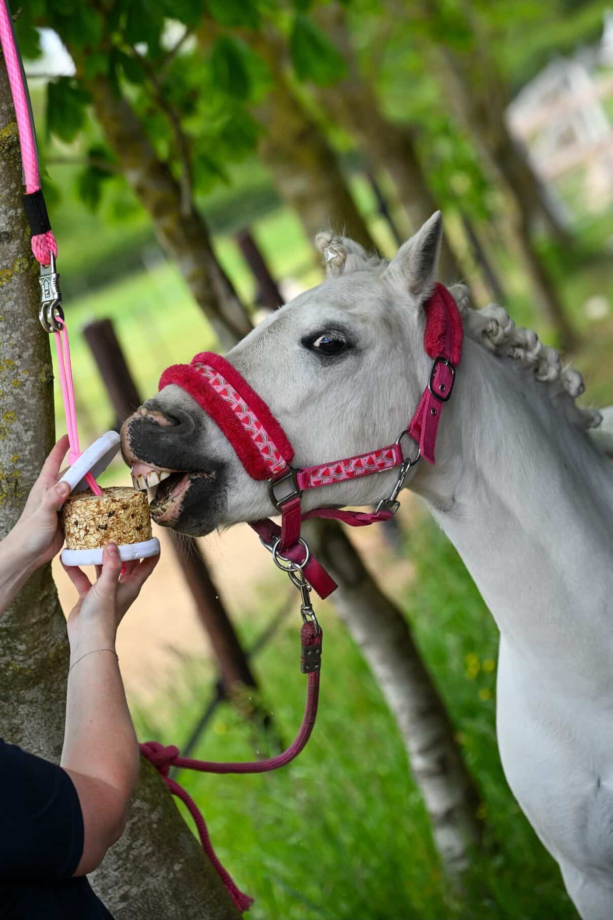 Happy Crackers - Happy snack/lick block selvatico