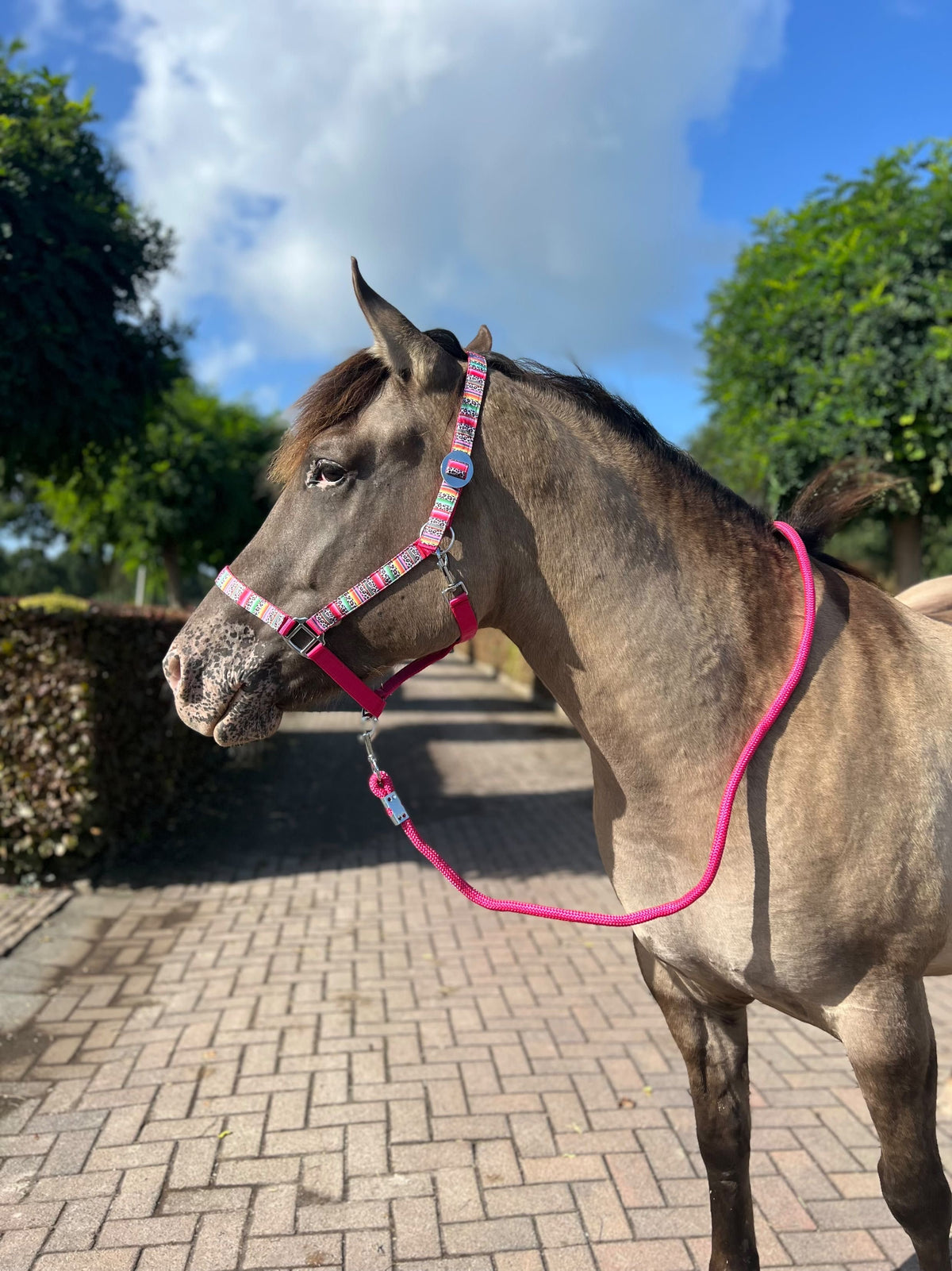 Happy Halster x FMH - Colourful Panther Exclusive halster div. kleuren