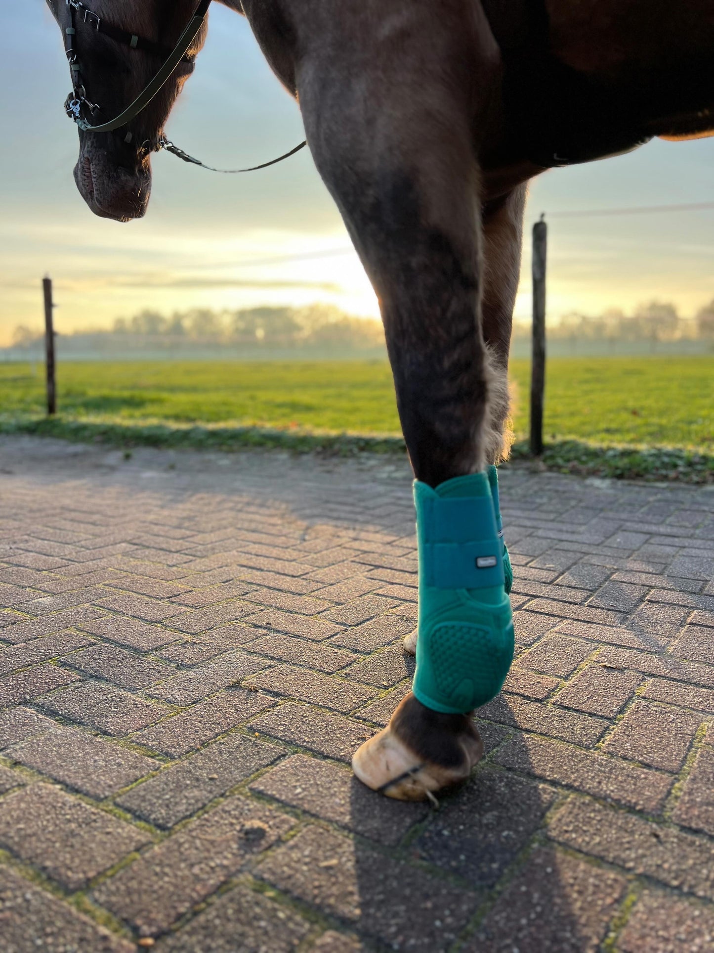 FMH - NeoPro the Solids - Neoprene beenbeschermers boots voor paarden (div. kleuren)