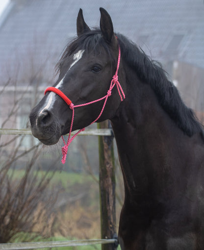 Rope halter baby pink with red